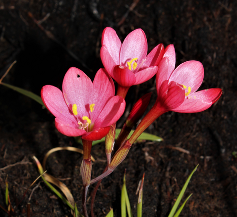 New iris species discovered in South Africa