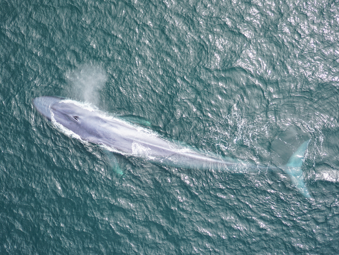 Blue whales use changes in the wind to locate food