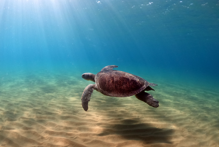 Green turtle recovery greatly depends on foraging habitats