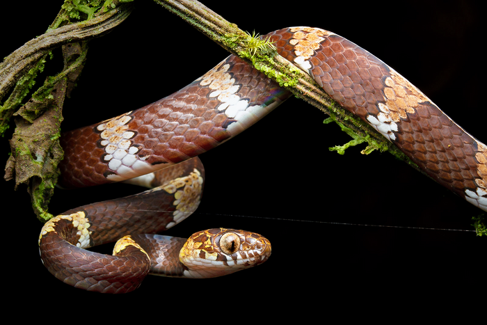 South American snakes threatened by mining activities