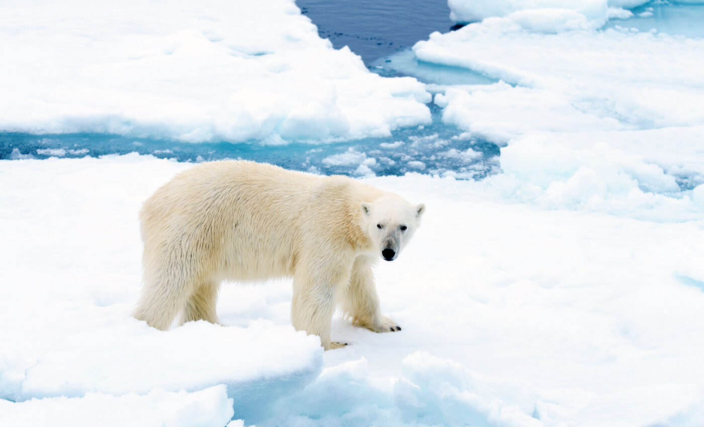 Polar ice sheet melting in past decade is worst in recorded history