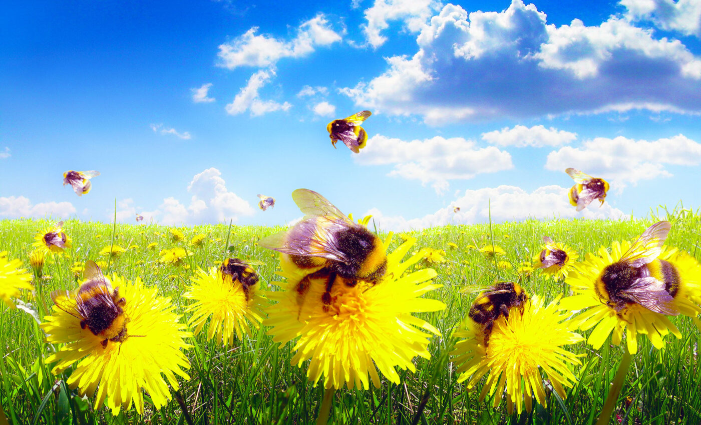 World Bee Day highlights urgent need to protect pollinators