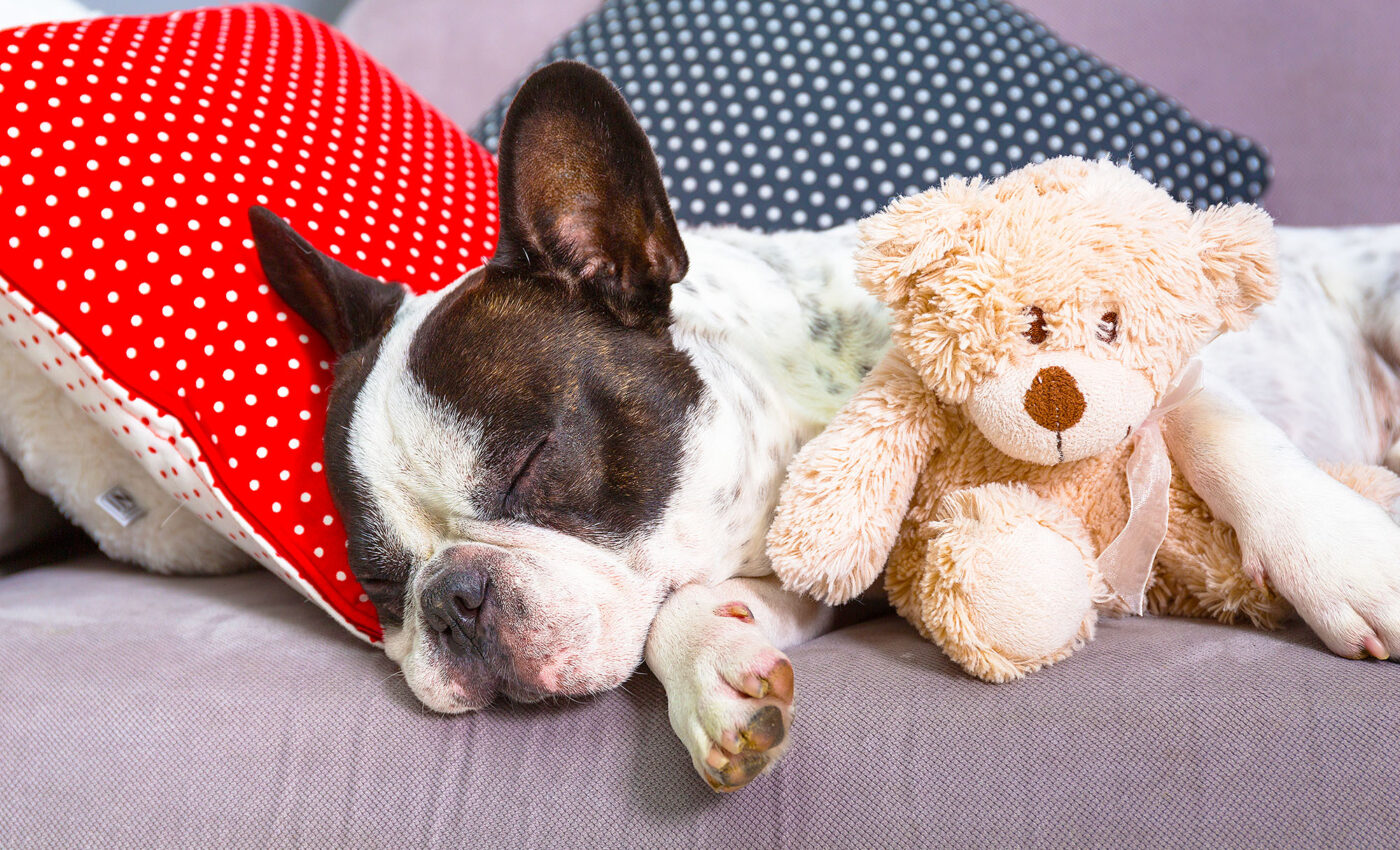 Dogs can have sleep apnea, too
