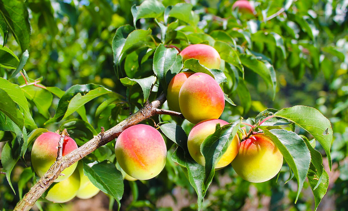 Want a healthy heart and low blood pressure? Eat lots of Ume fruit