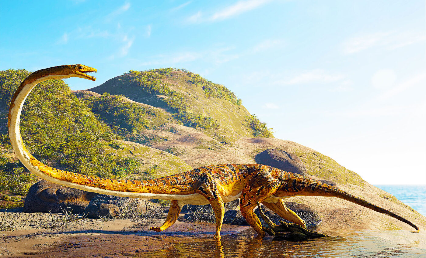 Long-necked reptiles, Tanystropheus, were easily decapitated by dinosaur predators