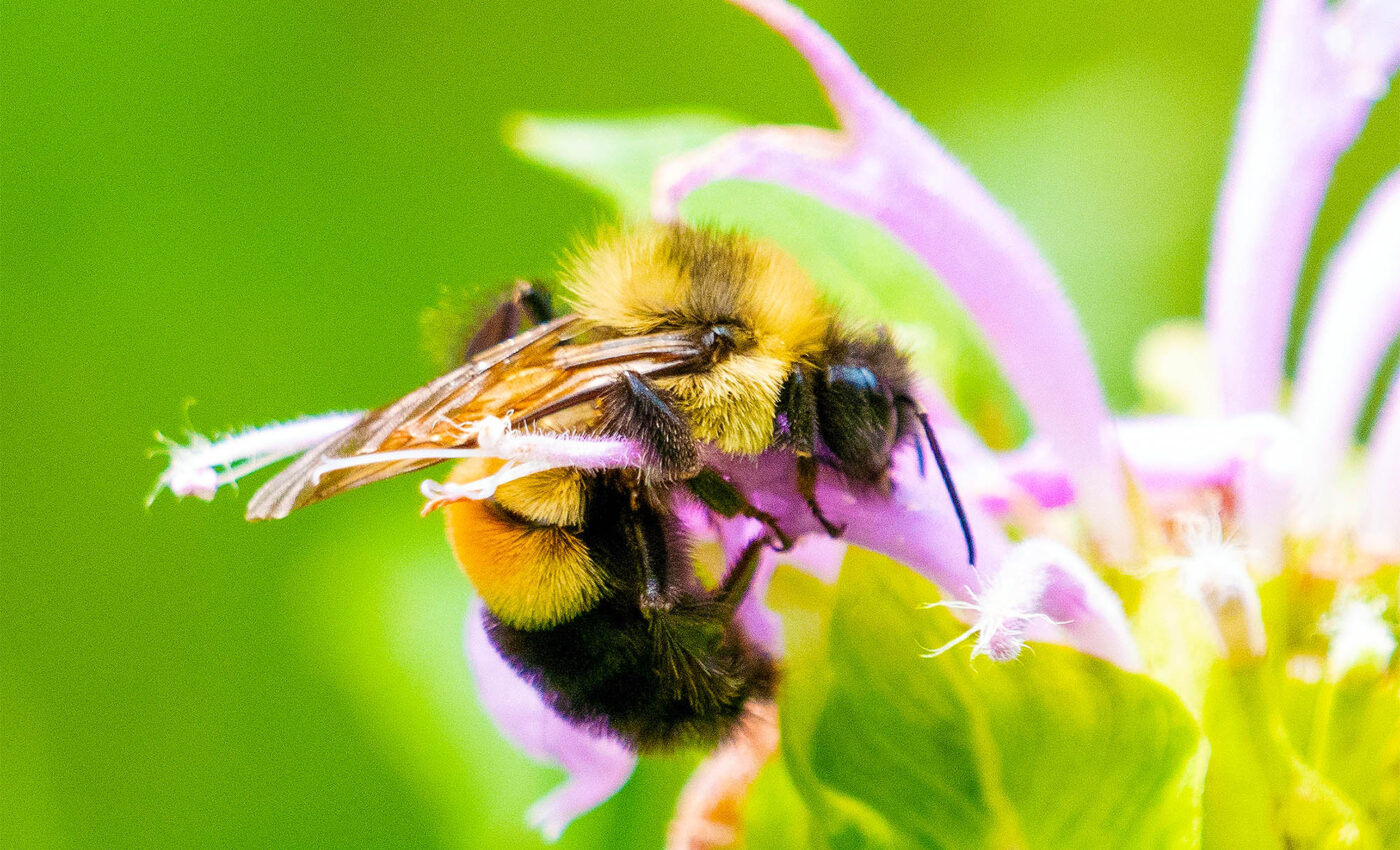 The rusty patched bumblebee, a very important pollinator, is on the edge of extinction
