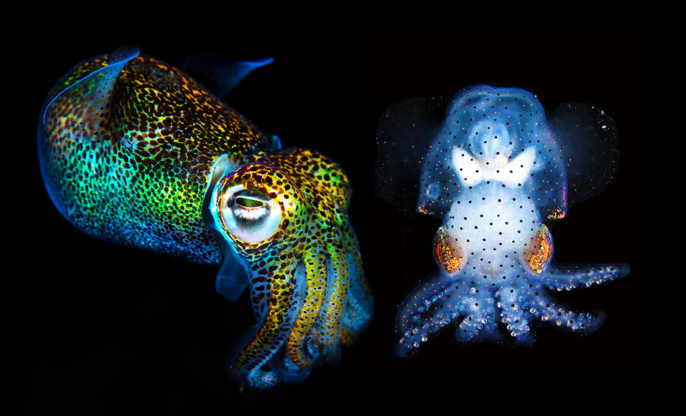 Scientists have created a transparent squid, allowing them to see inside while its still alive