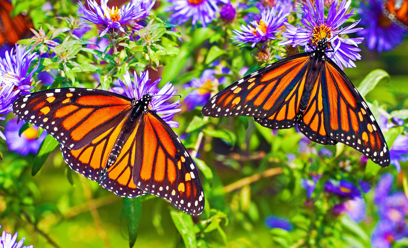 Monarch butterflies with more white spots are more likely to survive their migration journey