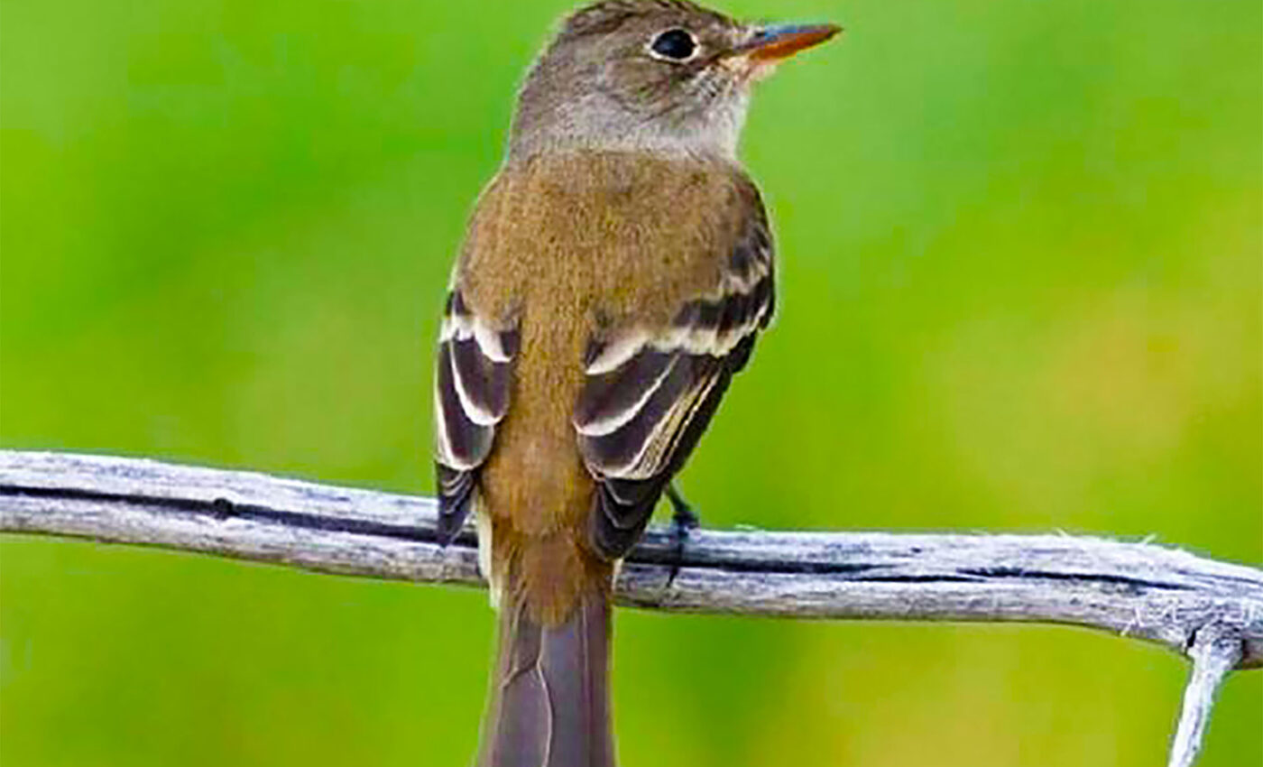 For the first time, climate change adaptation is discovered at the genetic level