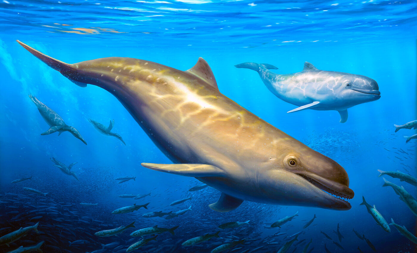 Newly-discovered species of toothed whale is the earliest ancestor of modern dolphins