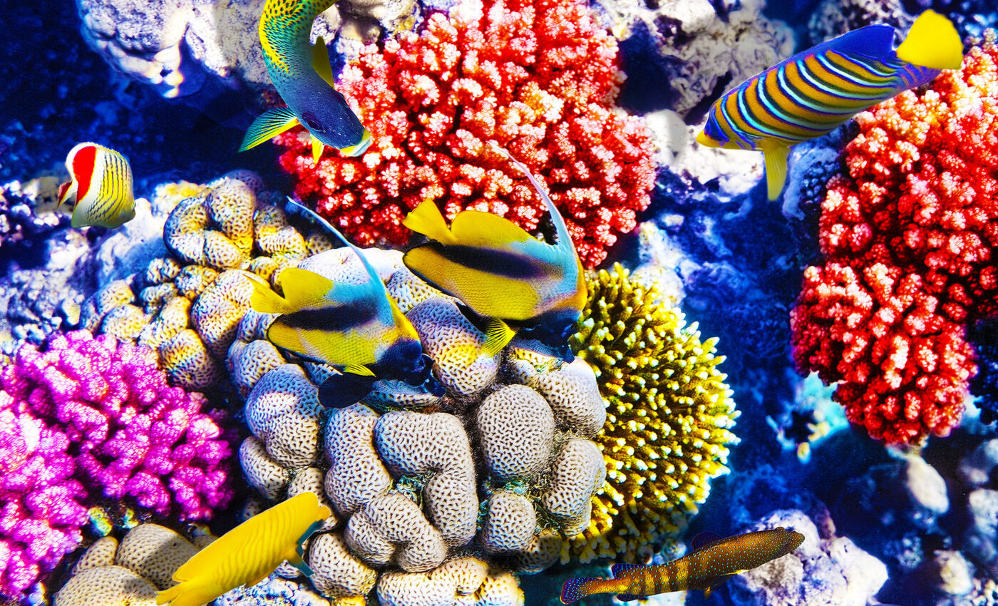 Massive study provides answers to how coral reefs can survive climate change
