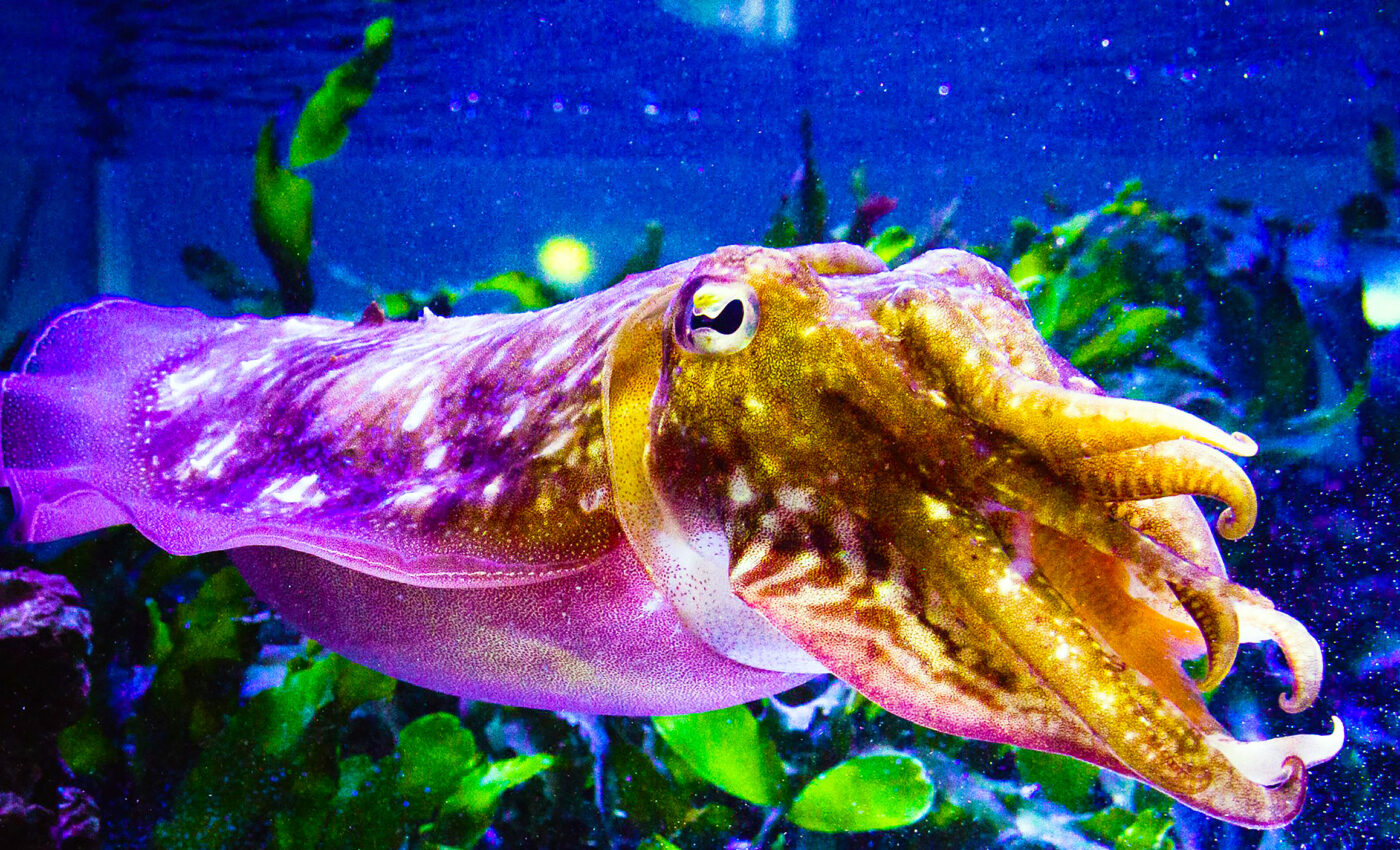 Cuttlefish camouflage is much more complex and mind-boggling than initially thought