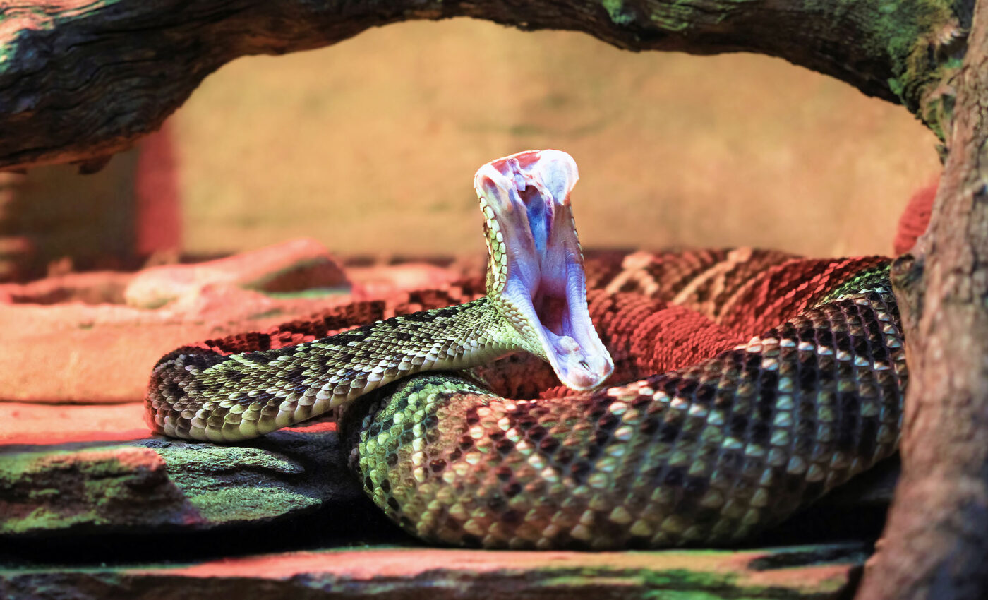 Venomous snake bites are more likely to occur in warmer weather