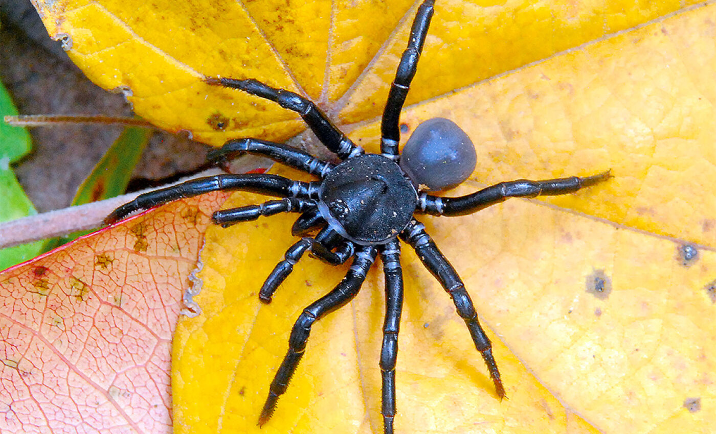 Four new tarantula species discovered in Colombia