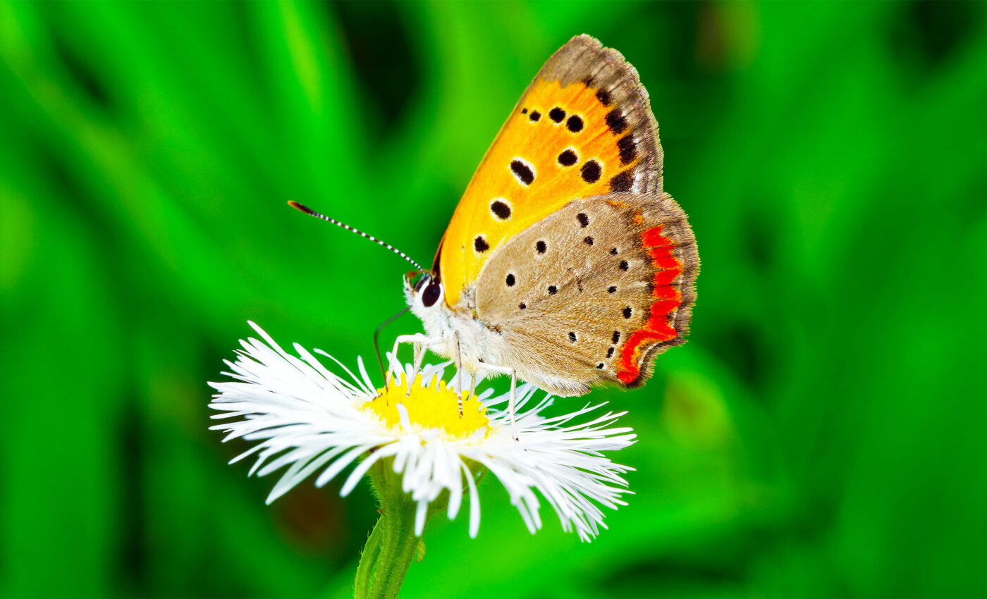 Lighter-colored and smaller-winged tropical butterflies are at greater climate change risk