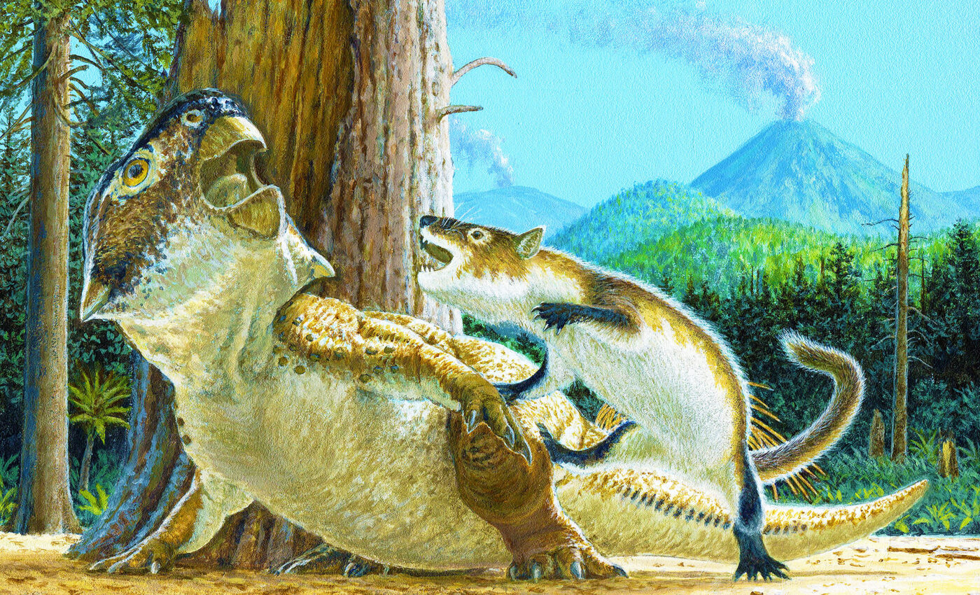 Some mammals attacked dinosaurs, and they often won the battle
