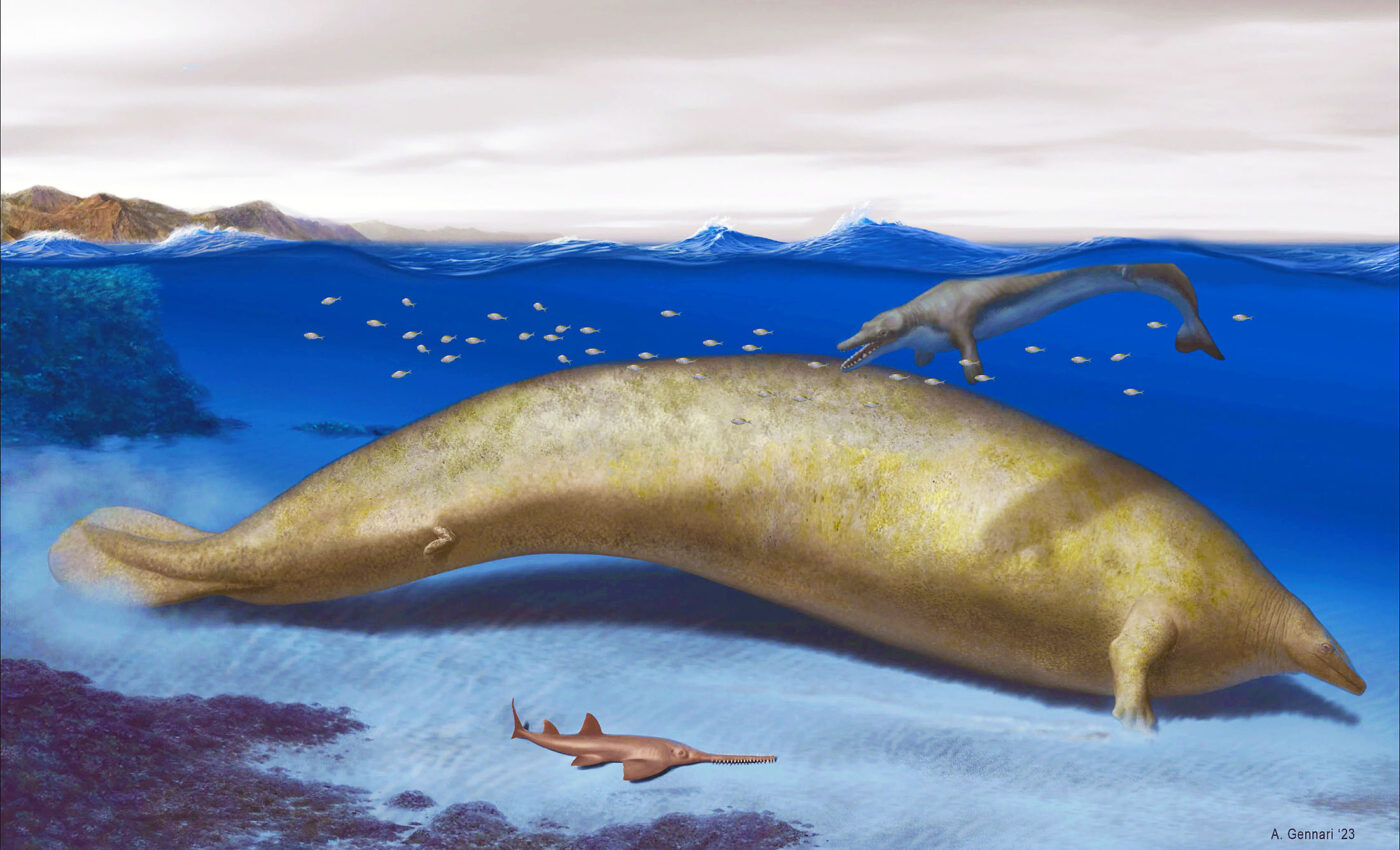 Perucetus colossus whale may be the largest animal that ever lived