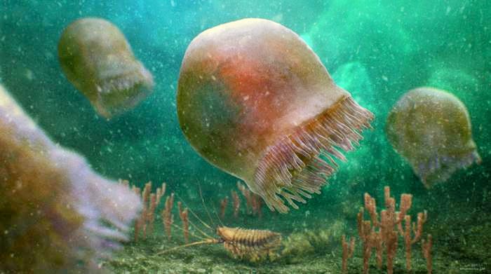 Oldest known swimming jellyfish date back 505 million years