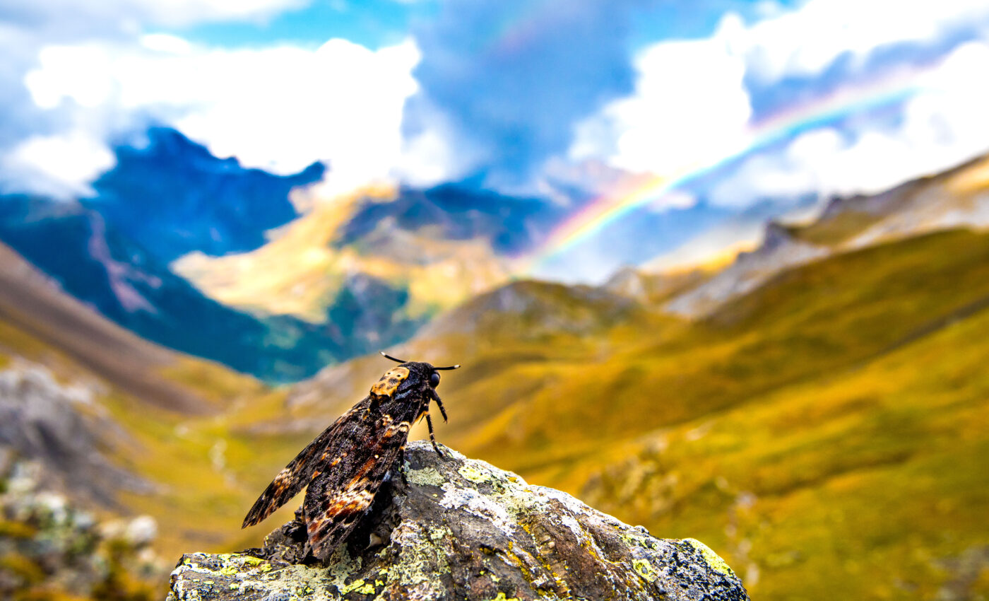 Bats feast on migrating insects in the Pyrenees