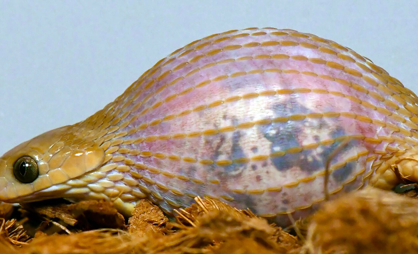 These snakes are the true eating champions, not Burmese pythons