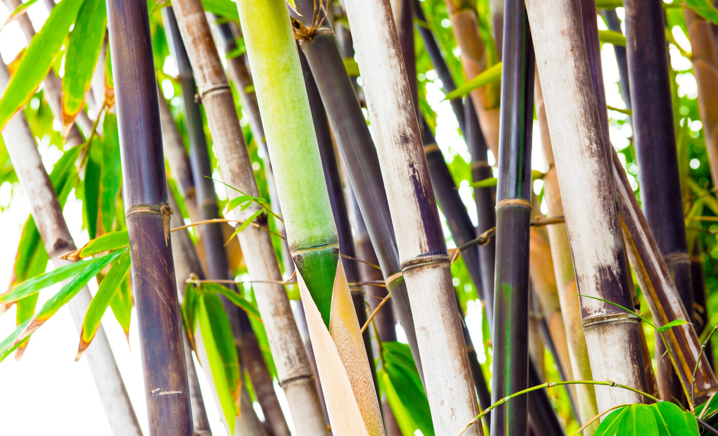 This plant flowers once every 120 years, then it immediately dies