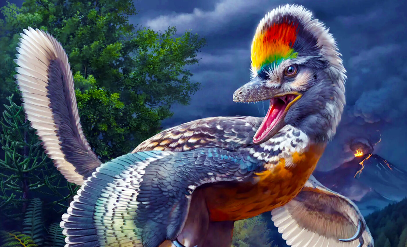 New extinct species provides a glimpse into early bird evolution