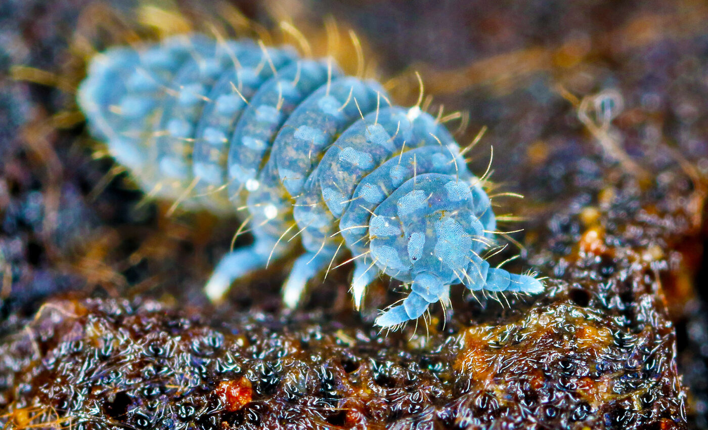 What are springtails and why would humans not exist without them?