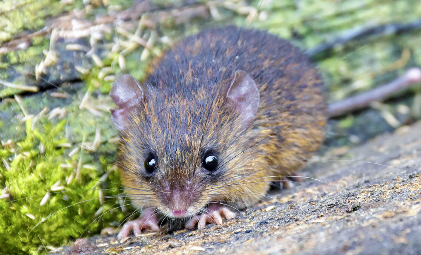 New species of spiny mouse discovered in Ecuador