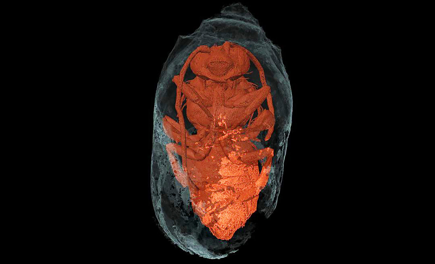 Mummified bees unearthed that date back to the time of the pharaohs