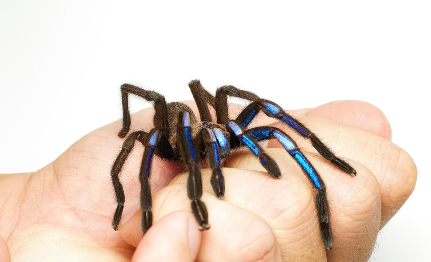 Electric blue tarantula discovered in a Thai mangrove forest