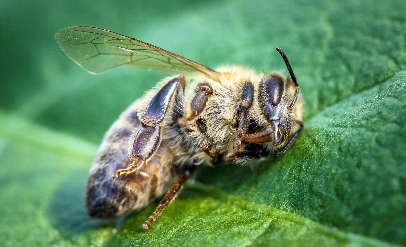 Concerning levels of bee-harming pesticides discovered in English rivers