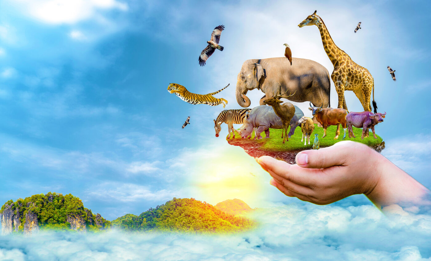 Loss of wildlife happens five times slower in protected lands