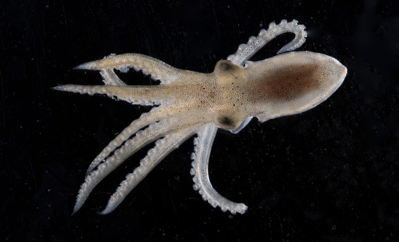 Antarctic octopus has special cold adaptations in their nervous systems