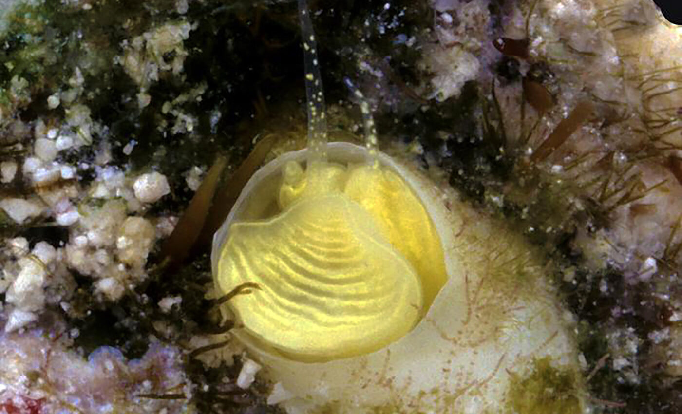 Bright yellow "margarita snails" discovered in Florida Keys