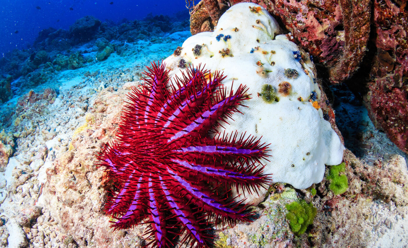 Crown-of-thorns starfish are nature’s ultimate coral predators, and they are winning