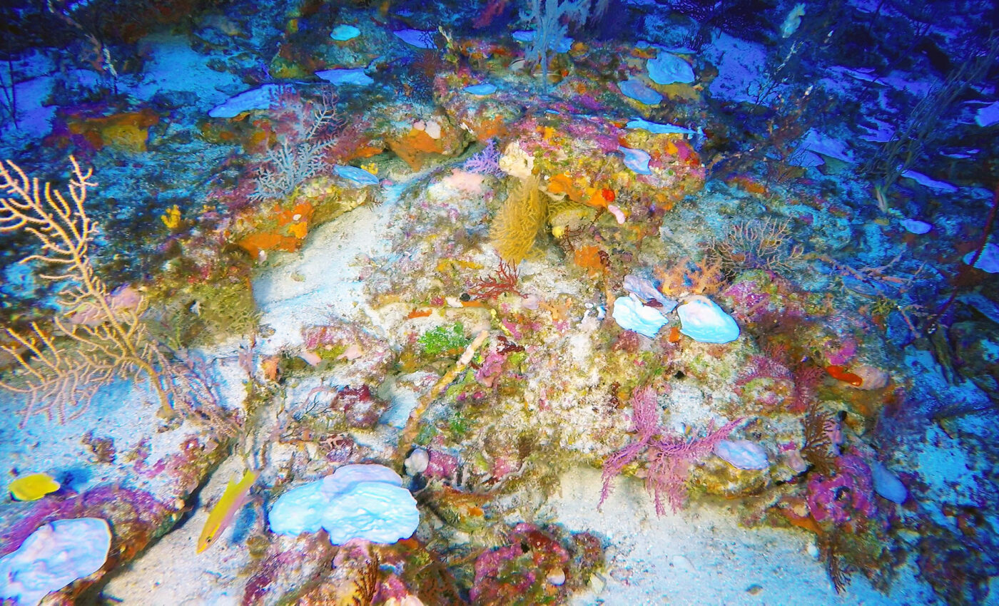 Deepest known coral reef bleaching discovered, alarming scientists