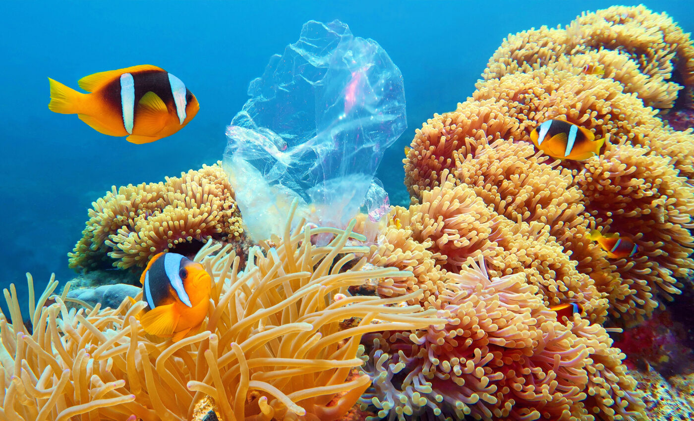 Even biodegradable plastic is harmful to fish populations