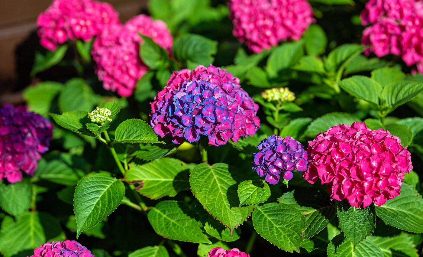 Scientists create plants that change colors when toxic chemicals are present