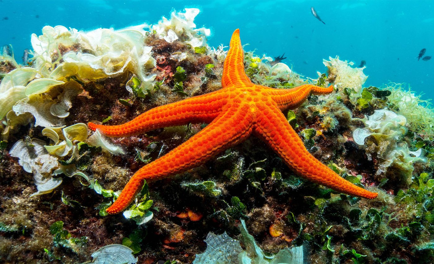 Sea stars may actually be walking heads with no bodies