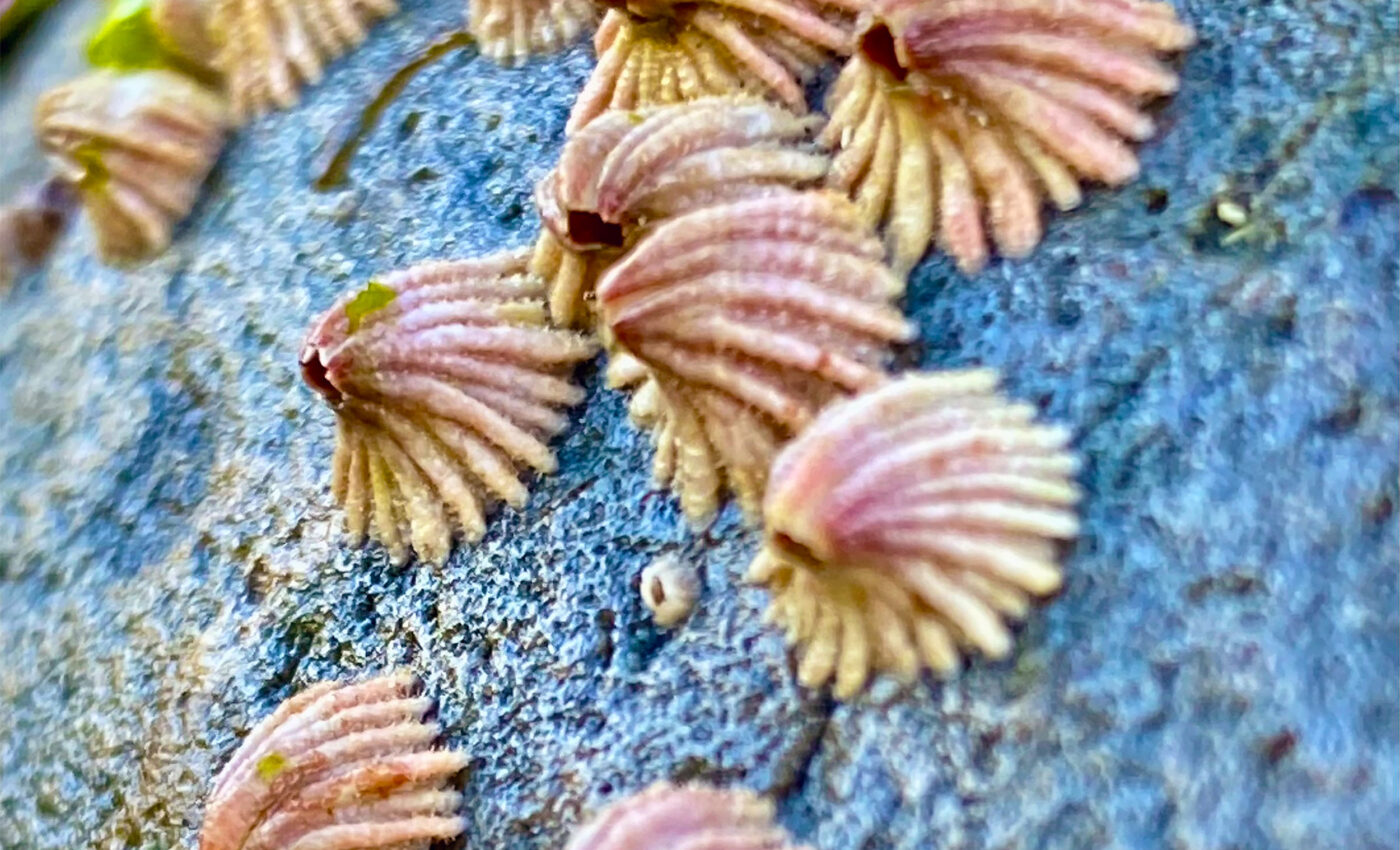 Barnacles are learning to morph their shape to evade sea snails