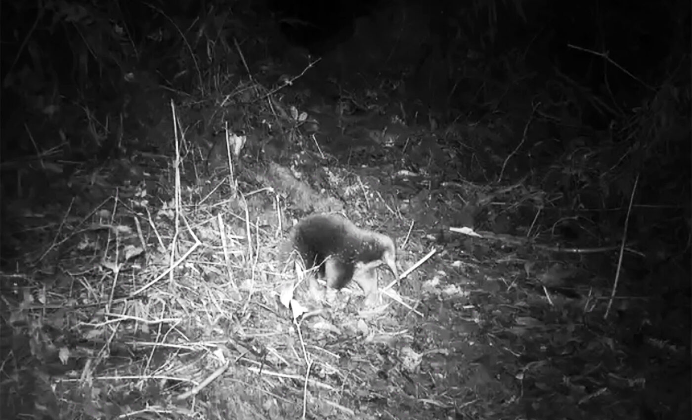 Bizarre egg-laying mammal rediscovered in the Cyclops Mountains