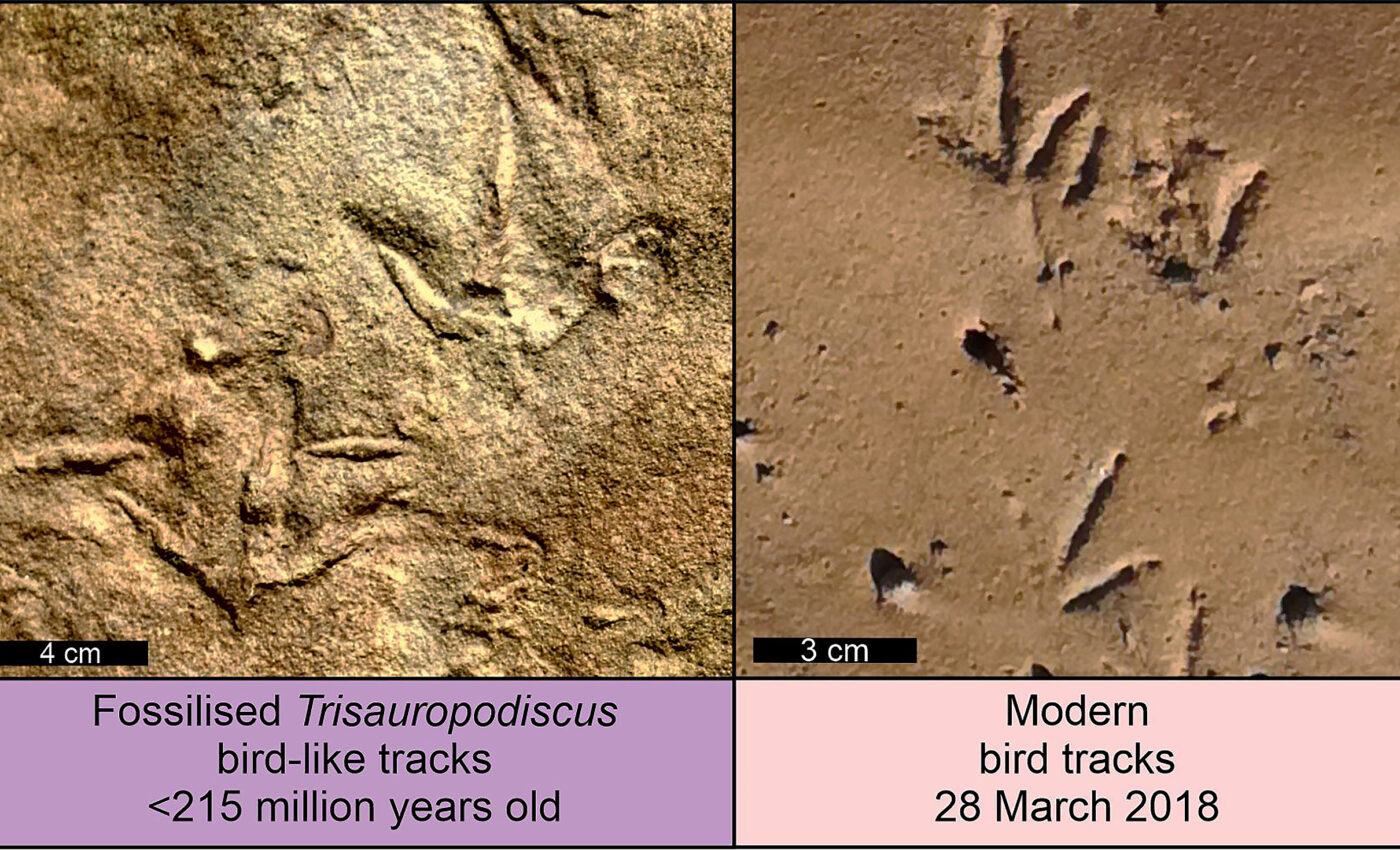 Bird tracks discovered that predate the oldest birds by 60 million years