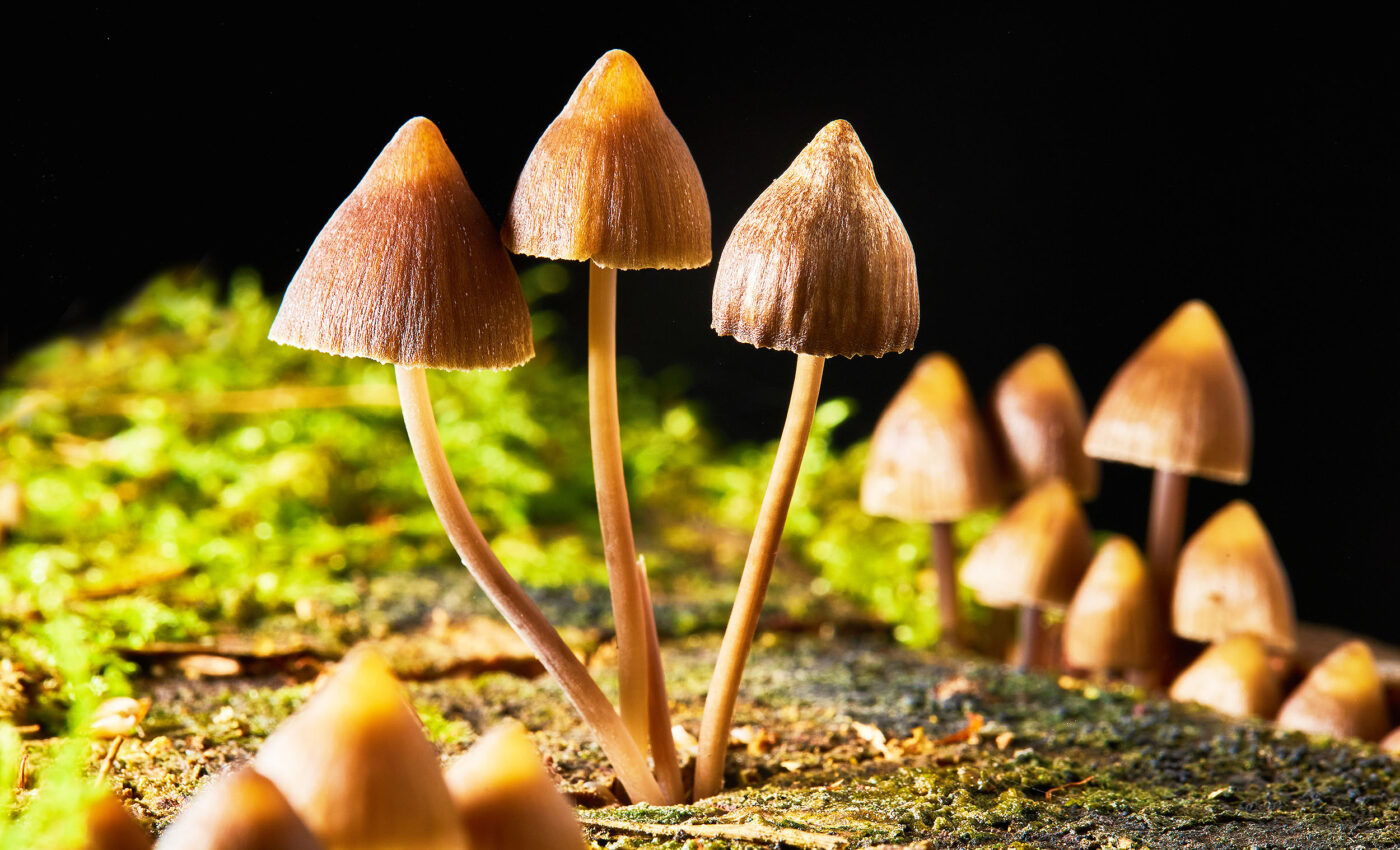 Genetic diversity of ‘magic mushrooms’ leaves room for new cultivars