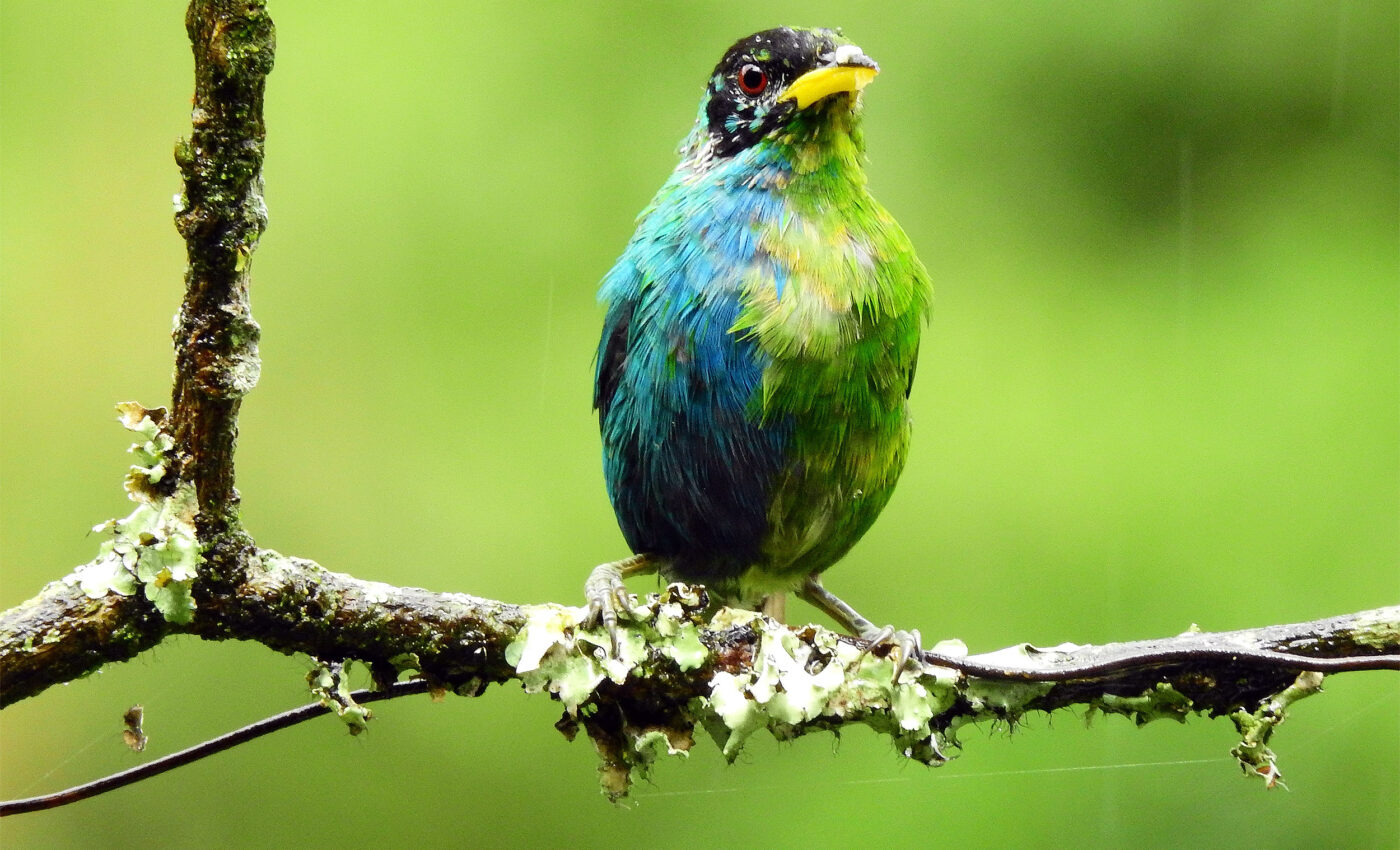 "Extremely rare" half-female, half-male bird captured on film