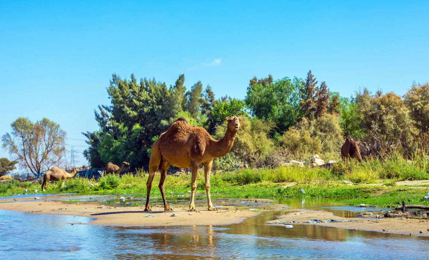 A lush, green Sahara Desert helped early humans migrate out of Africa