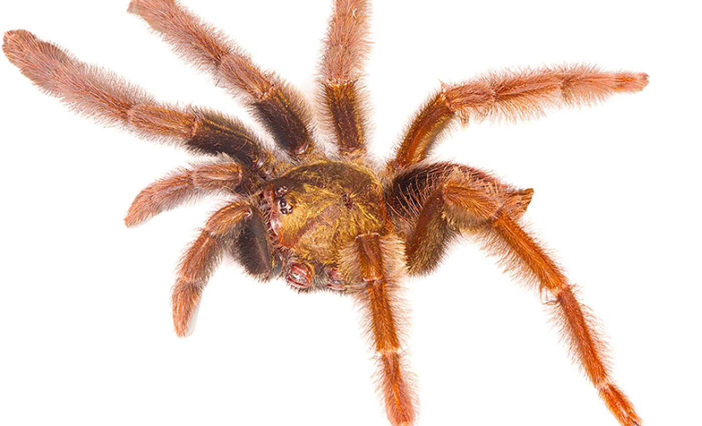 Two new tarantula species discovered in Ecuador