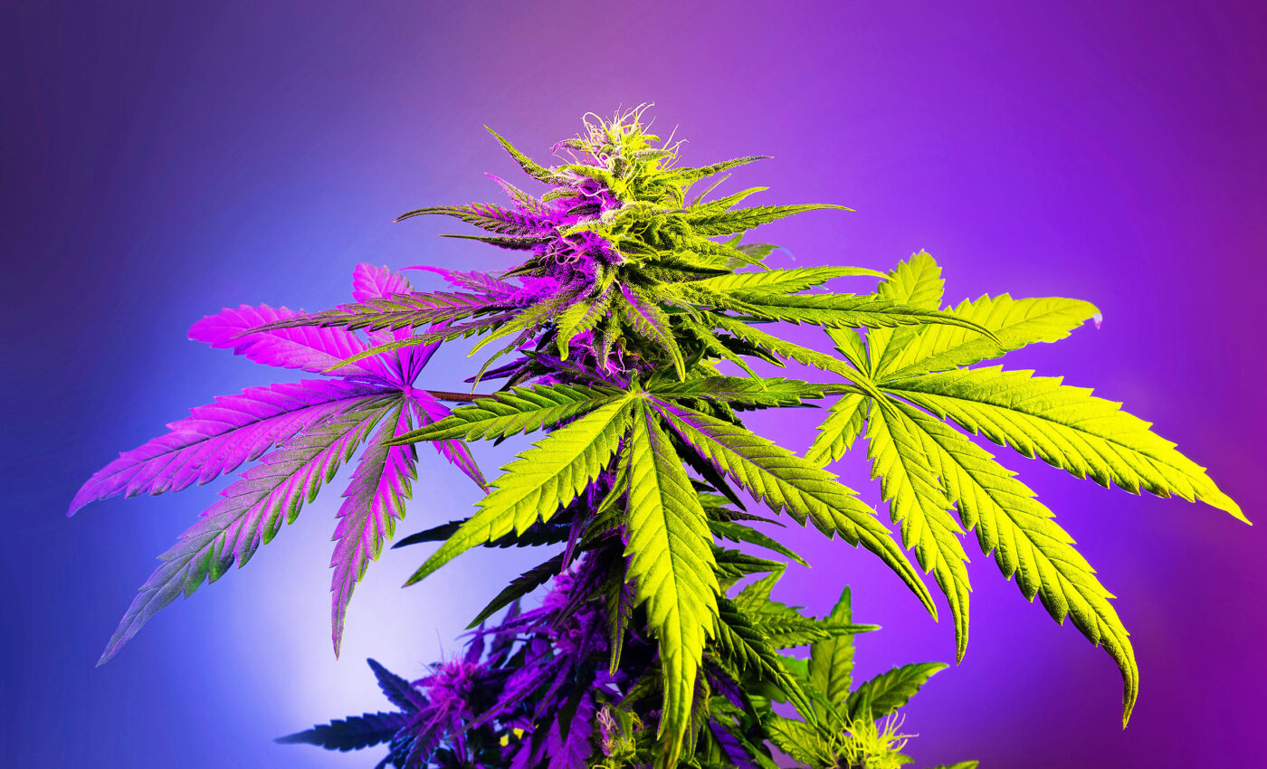 Cannabis potency is causing a dramatic rise in psychiatric disorders