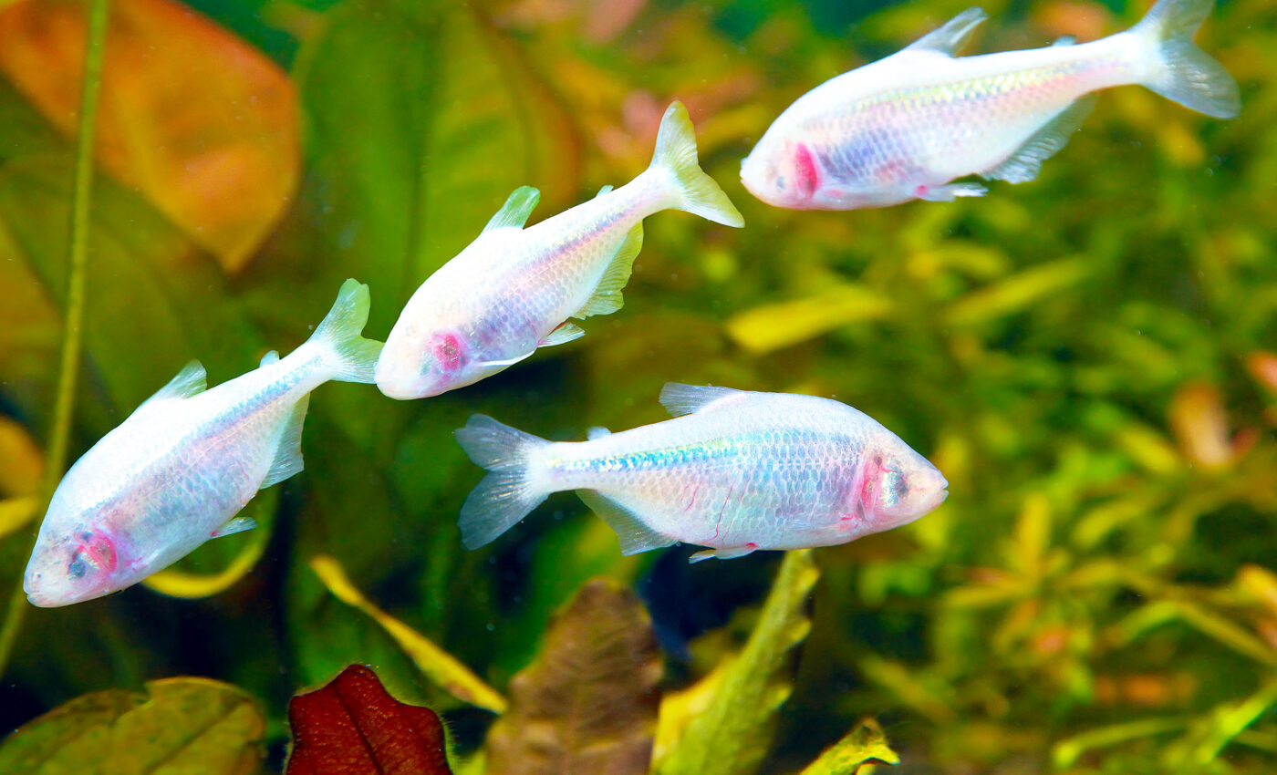 Fish show distinct "personalities" when foraging for food
