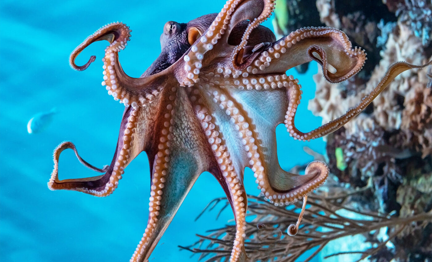 The tale of an Antarctic octopus and the vulnerable West Antarctic Ice Sheet