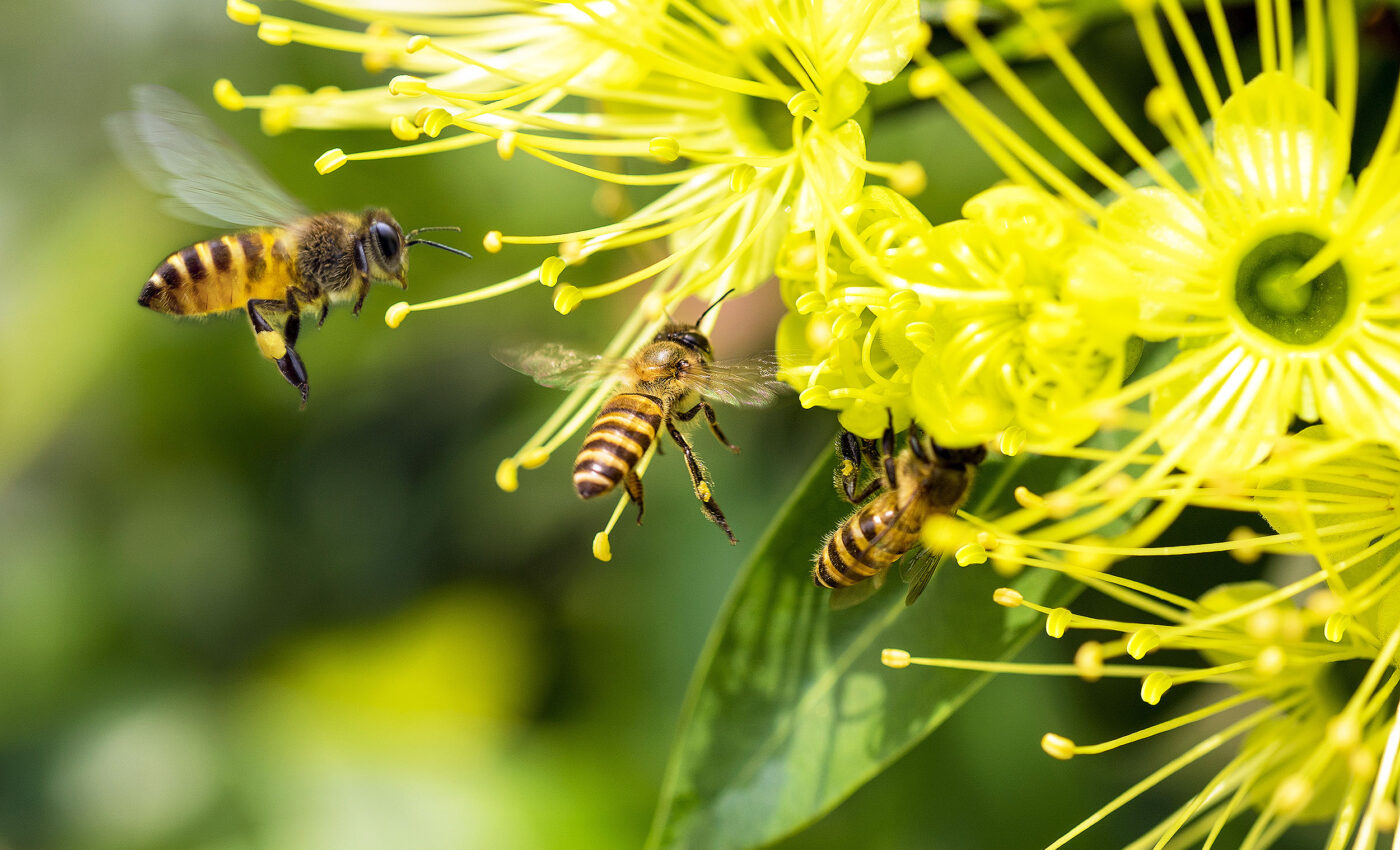 Pesticides disrupt bees’ sense of smell and social signals